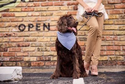 A curly-haired dog in a bandana sitting beside its owner in front of a brick wall painted with the word OPEN